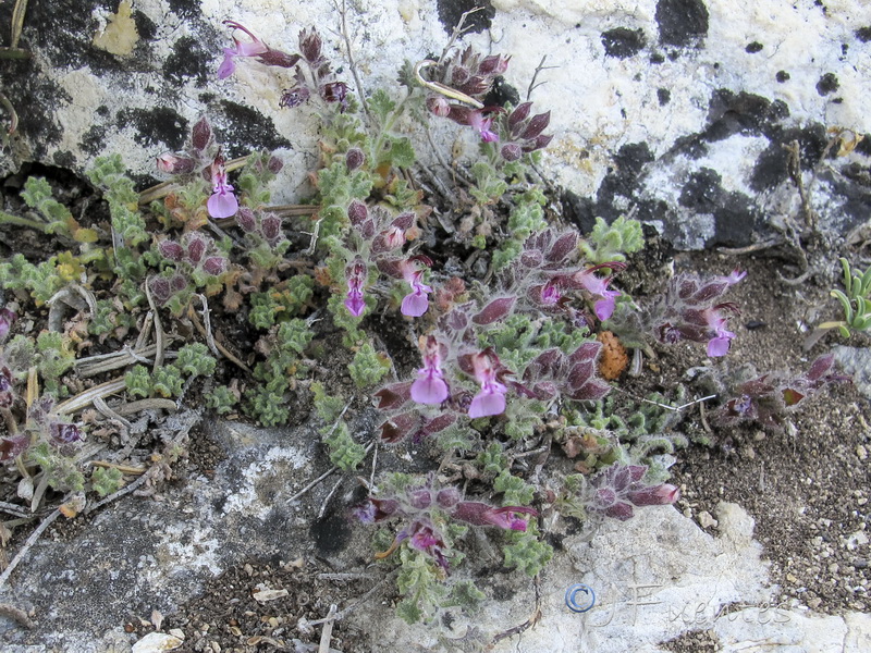 Teucrium fragile.02