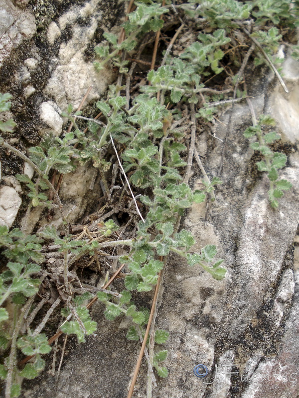 Teucrium fragile.03