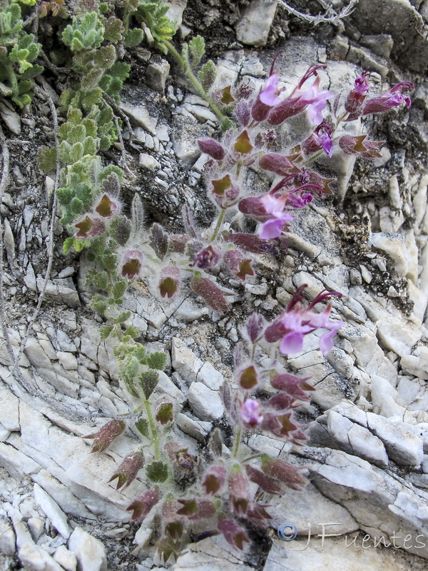 Teucrium fragile.07