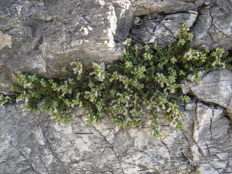 Teucrium fragile.09