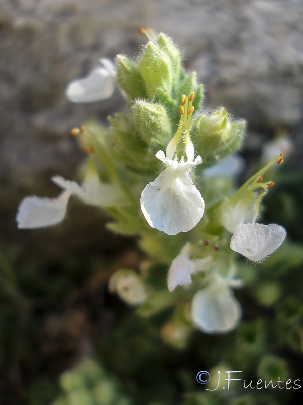 Teucrium fragile.11