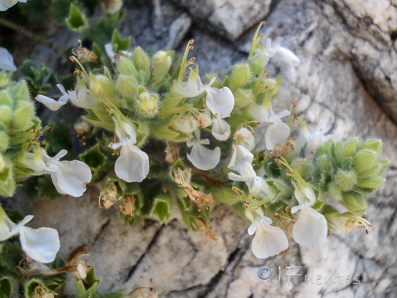 Teucrium fragile.12
