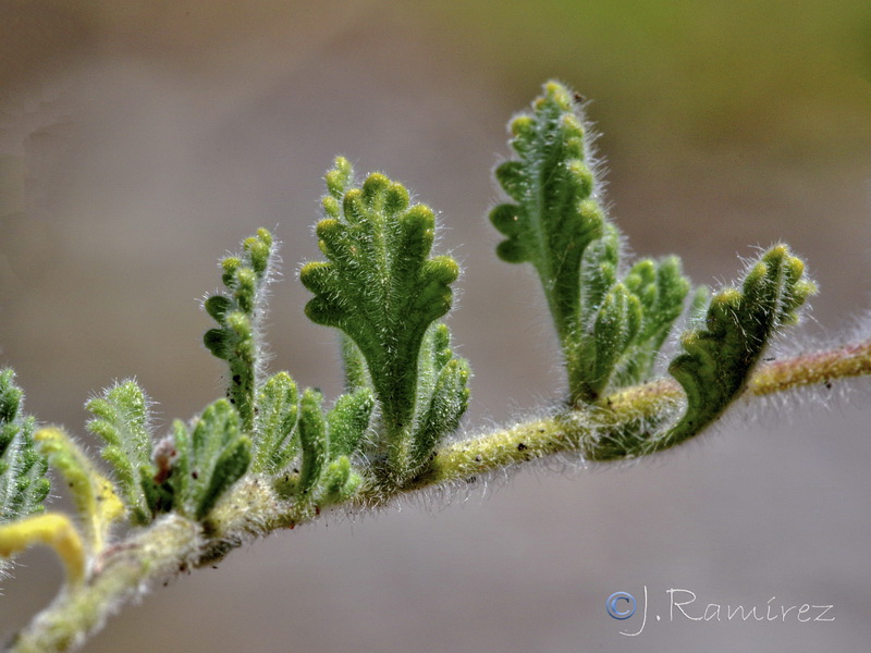 Teucrium fragile.04