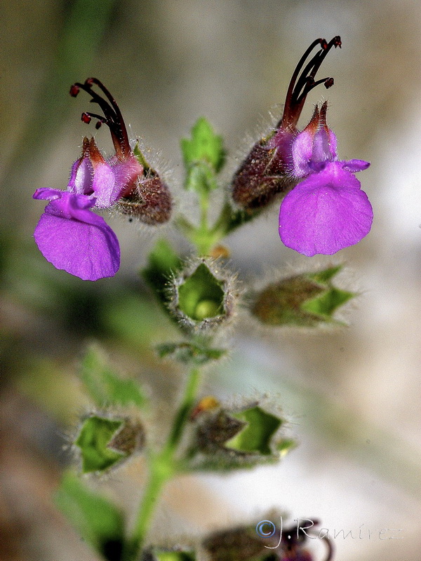 Teucrium fragile.16