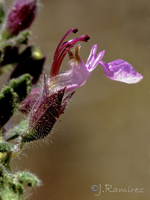 Teucrium fragile.18