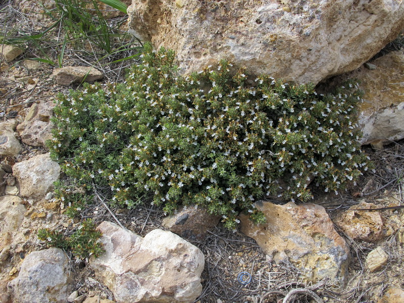 Teucrium freynii.02