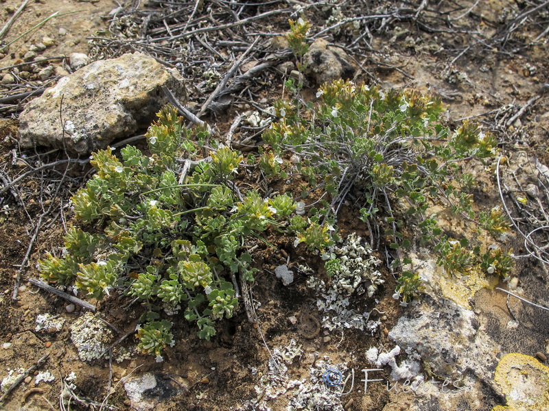 Teucrium freynii.03