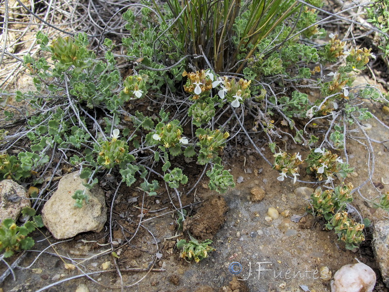 Teucrium freynii.04