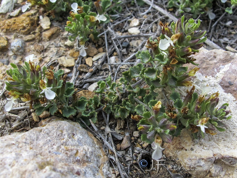 Teucrium freynii.05