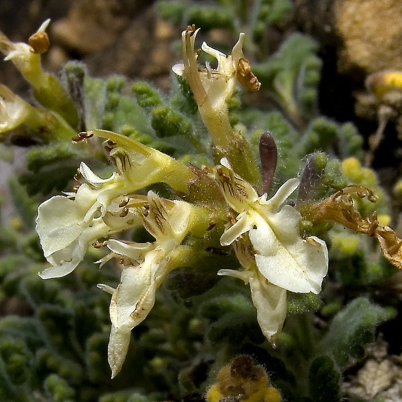 Teucrium freynii.06