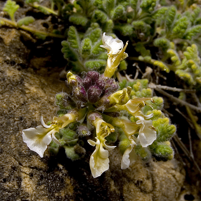 Teucrium freynii.07