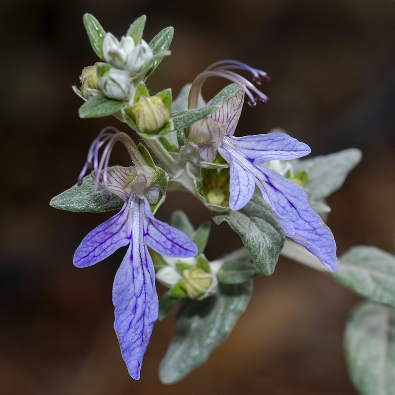 Teucrium fruticans.03