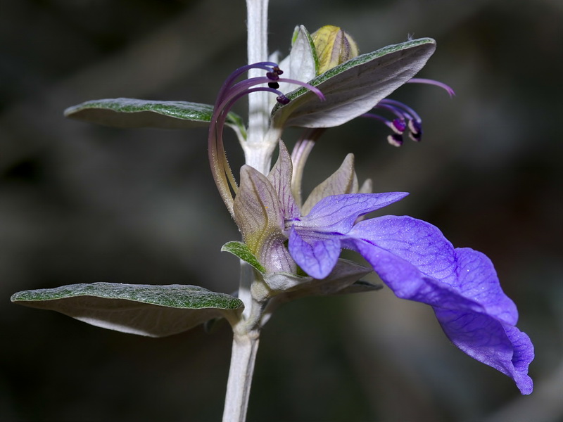 Teucrium fruticans.08