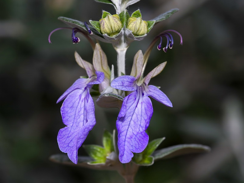 Teucrium fruticans.09