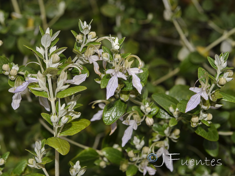 Teucrium fruticans.10