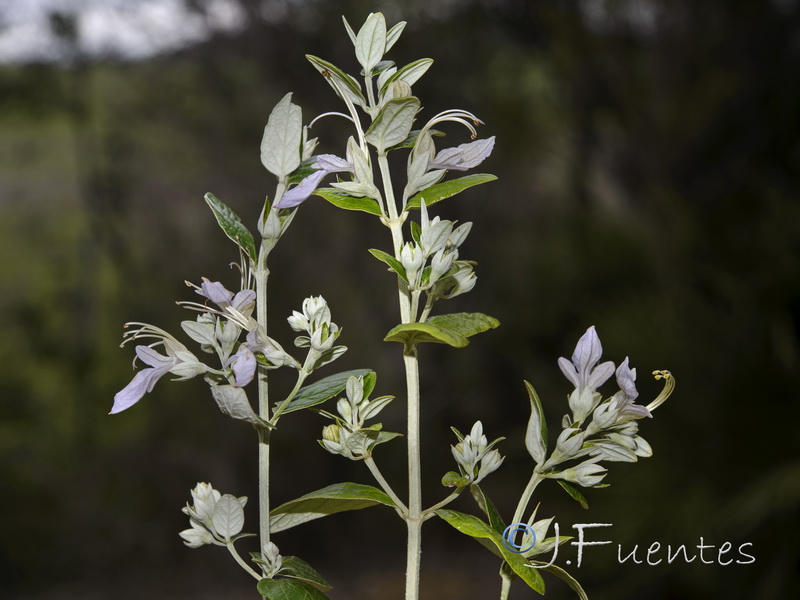 Teucrium fruticans.11