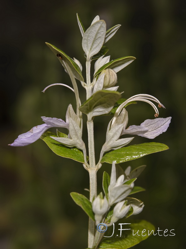 Teucrium fruticans.13