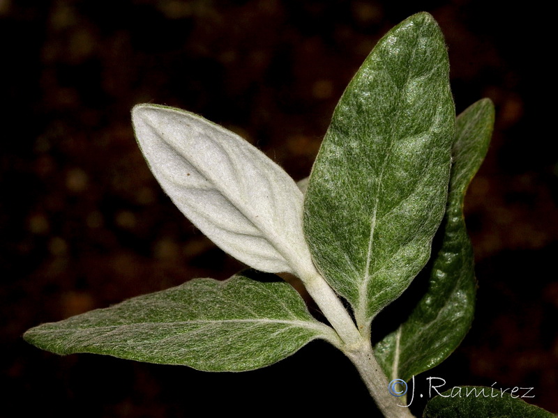 Teucrium fruticans.16