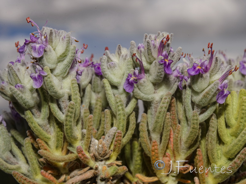 Teucrium gnaphalodes gnaphalodes.05