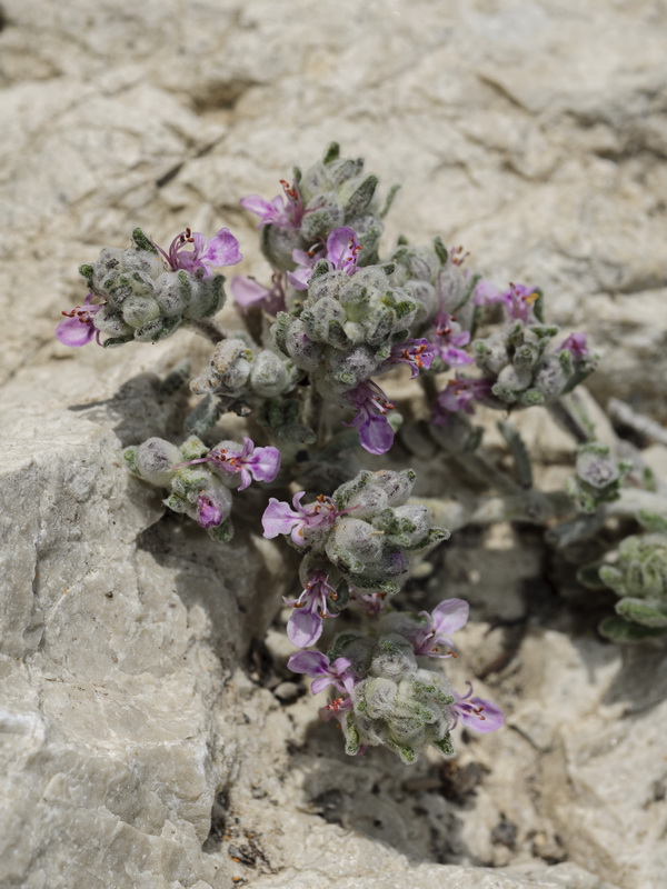 Teucrium gnaphalodes gnaphalodes.06