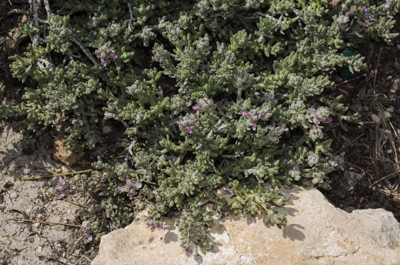 Teucrium gnaphalodes gnaphalodes.07