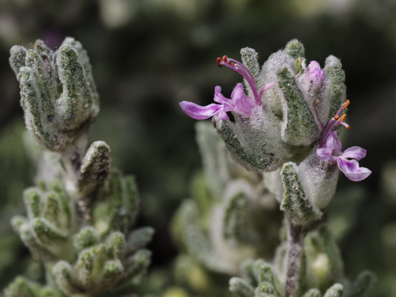 Teucrium gnaphalodes gnaphalodes.11