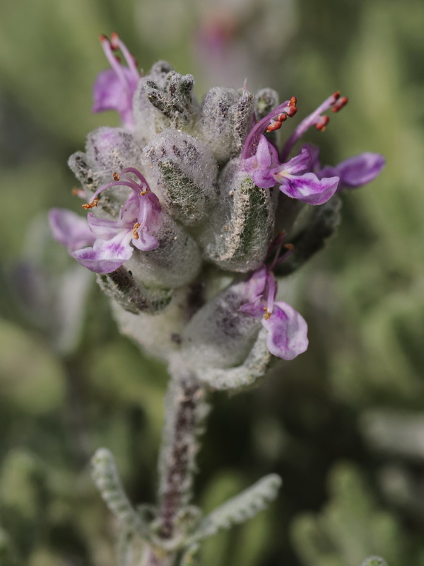 Teucrium gnaphalodes gnaphalodes.12