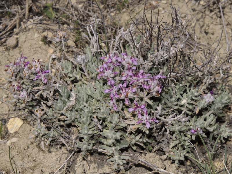 Teucrium gnaphalodes gnaphalodes.16