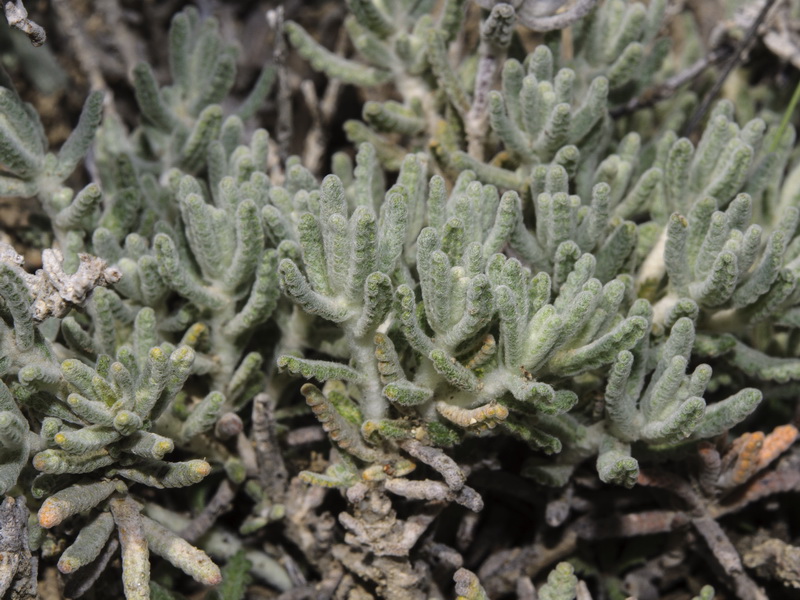 Teucrium gnaphalodes gnaphalodes.18
