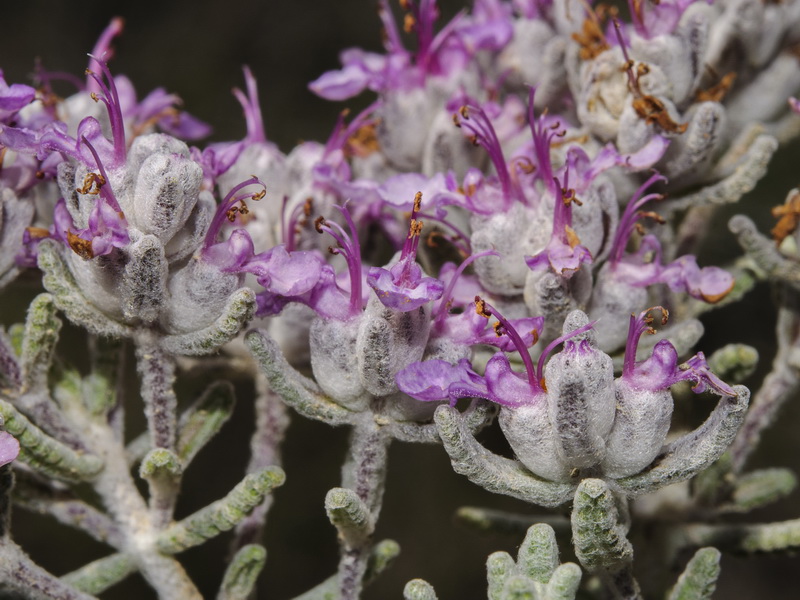Teucrium gnaphalodes gnaphalodes.22