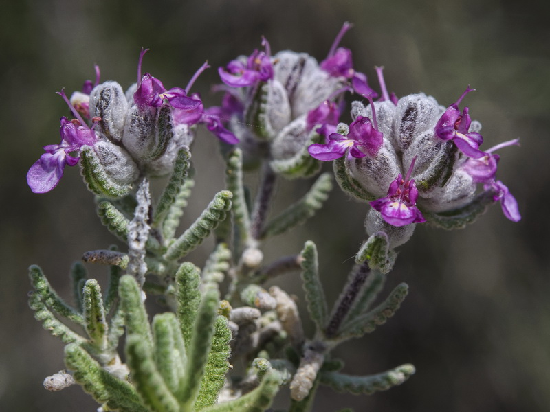 Teucrium gnaphalodes gnaphalodes.23