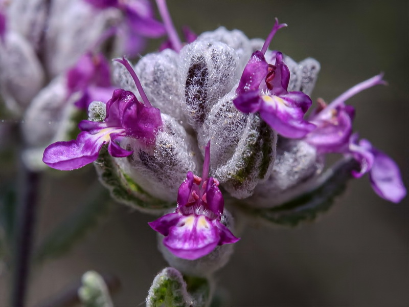 Teucrium gnaphalodes gnaphalodes.25