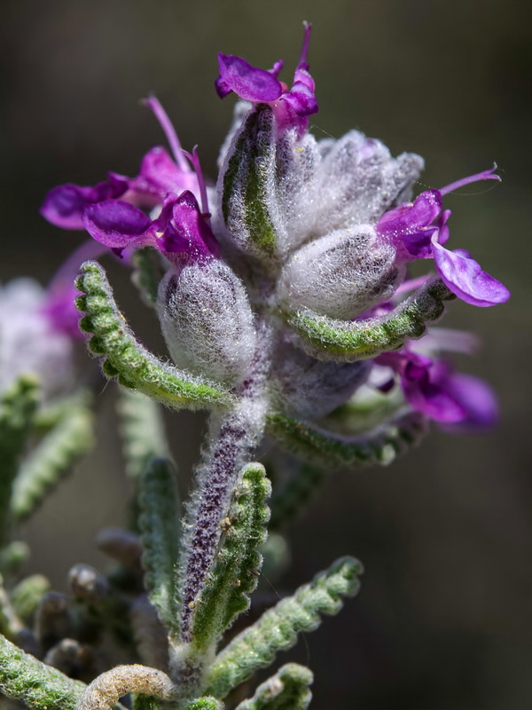 Teucrium gnaphalodes gnaphalodes.28