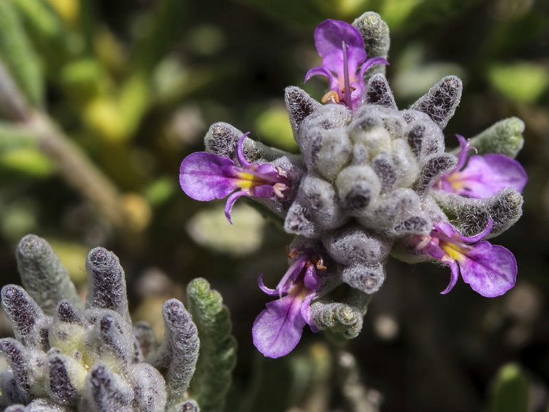 Teucrium gnaphalodes gnaphalodes.29