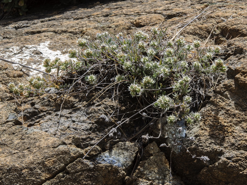 Teucrium haenseleri.07