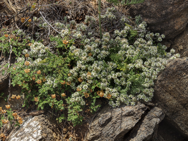 Teucrium haenseleri.08