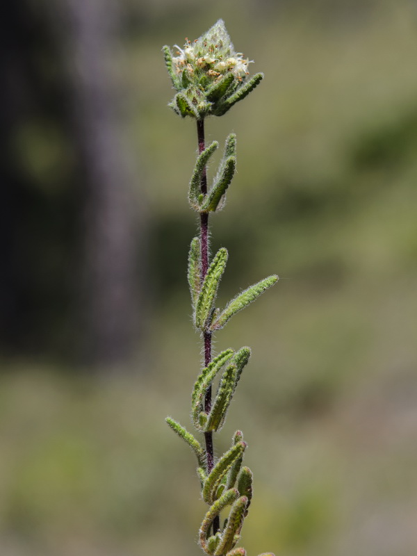 Teucrium haenseleri.13