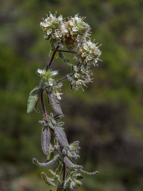 Teucrium haenseleri.14