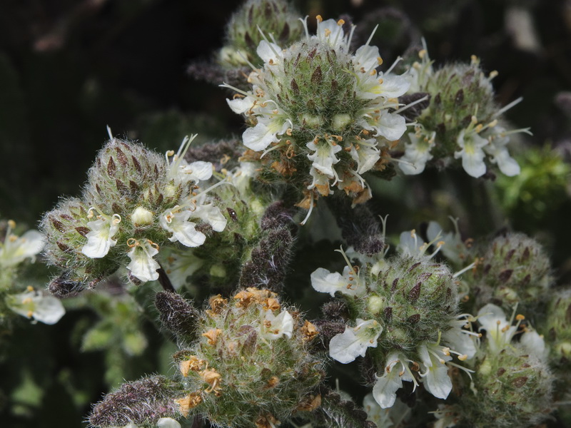 Teucrium haenseleri.19