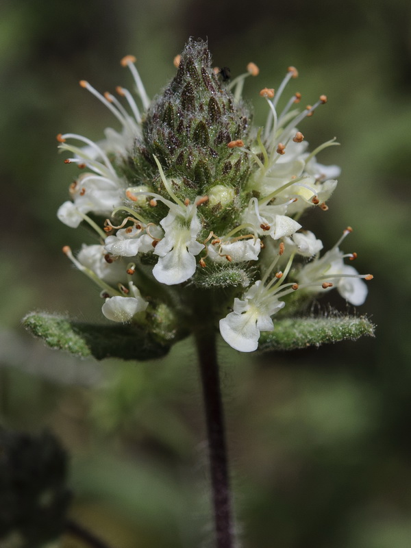 Teucrium haenseleri.21
