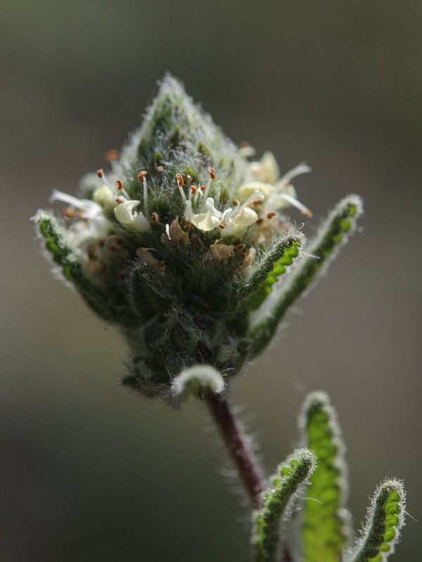 Teucrium haenseleri.22