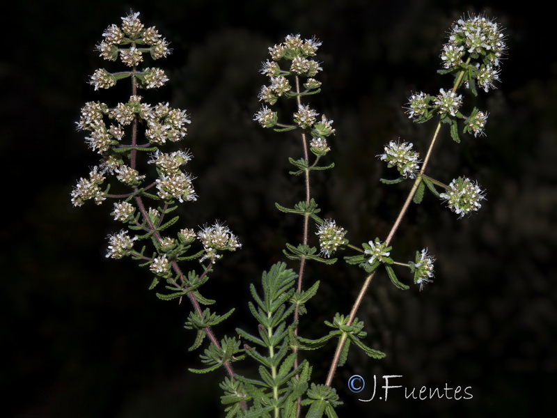 Teucrium haenseleri.26