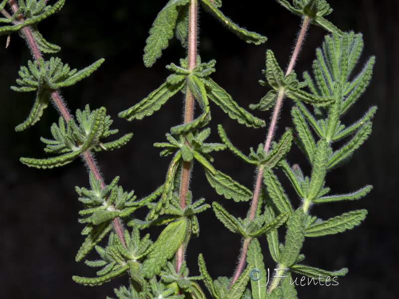 Teucrium haenseleri.27