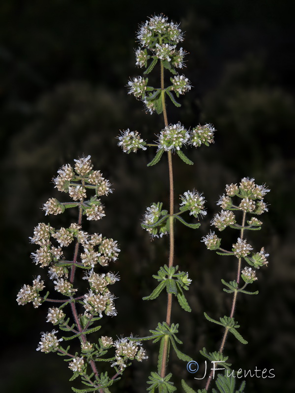Teucrium haenseleri.28