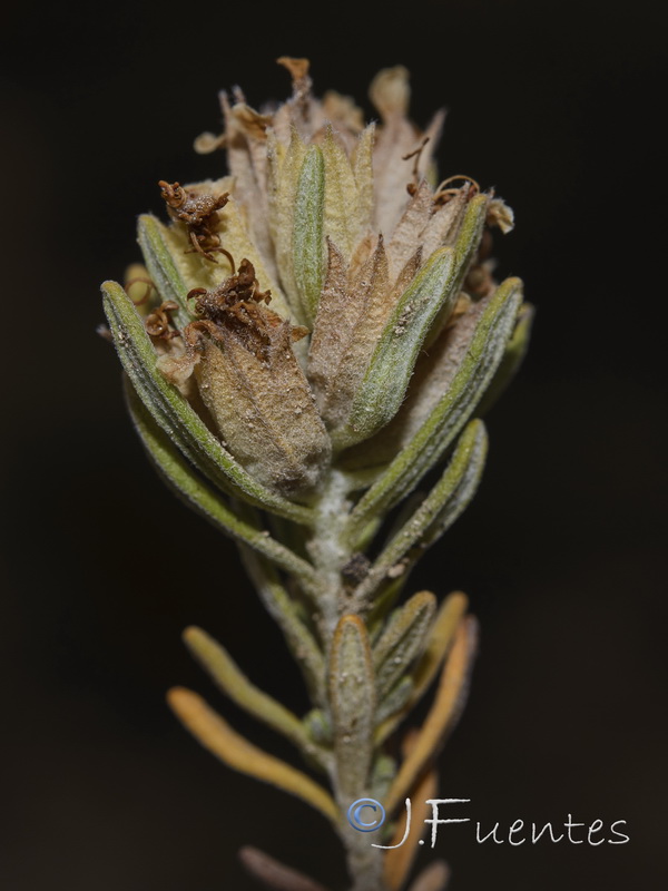 Teucrium hervieri.04