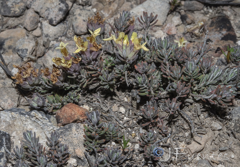 Teucrium hervieri.01