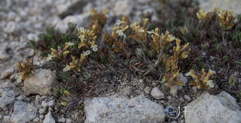 Teucrium hervierii.07