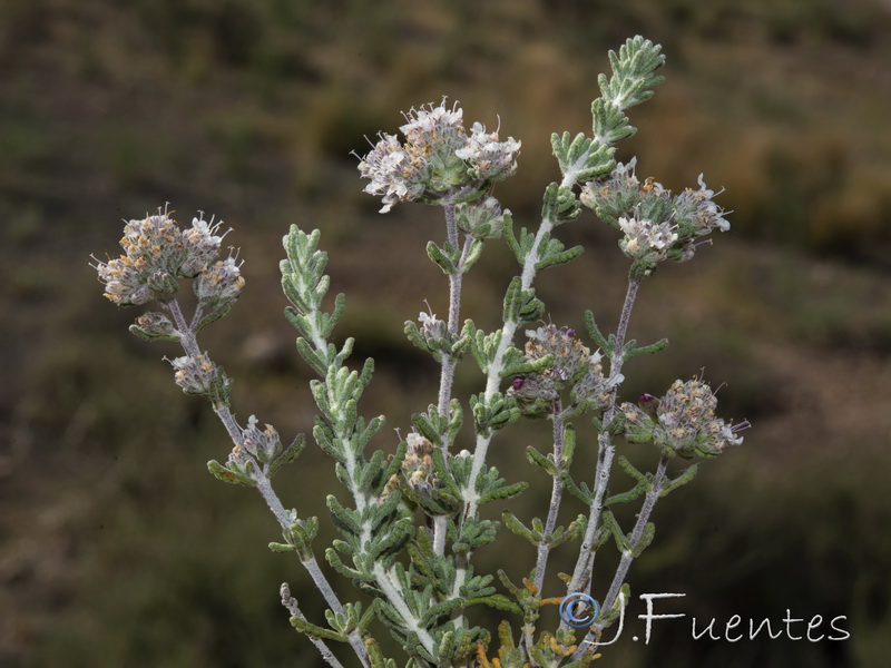 Teucrium hieronymi.01