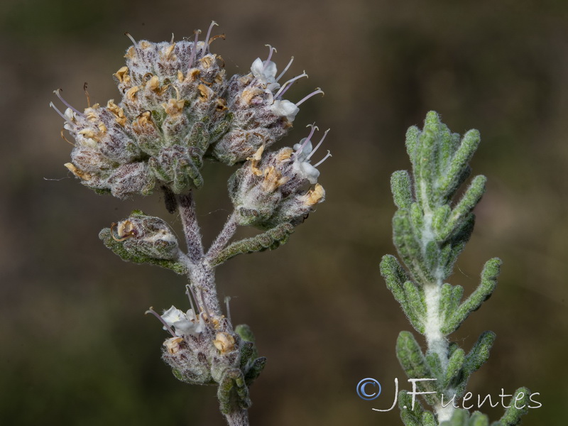 Teucrium hieronymi.02