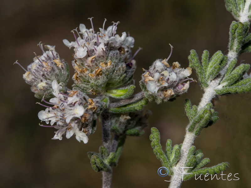 Teucrium hieronymi.03